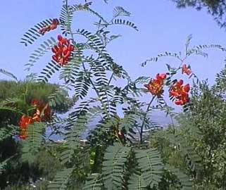 Sesbania