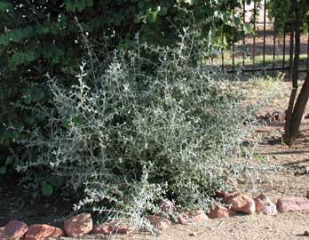 Teucrio, Olivilla, Olivillo, Salvia amarga